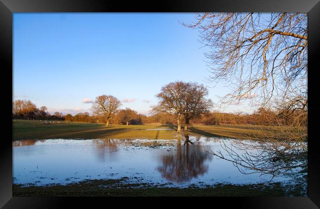 Oaks reflected in flooded fields Framed Print by Sally Wallis