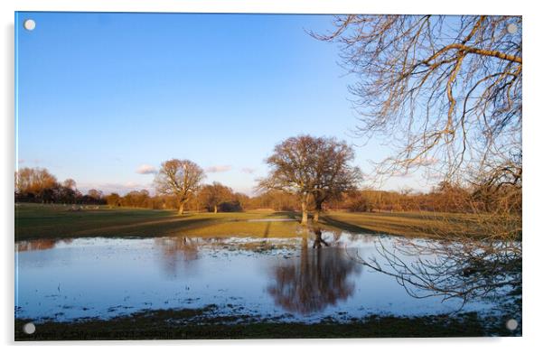 Oaks reflected in flooded fields Acrylic by Sally Wallis
