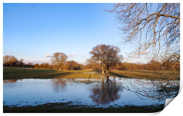 Oaks reflected in flooded fields Print by Sally Wallis