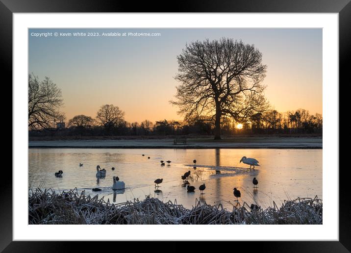Swan and Coots inspecting edge of thin ice Framed Mounted Print by Kevin White