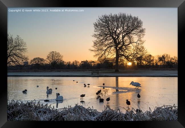 Swan and Coots inspecting edge of thin ice Framed Print by Kevin White