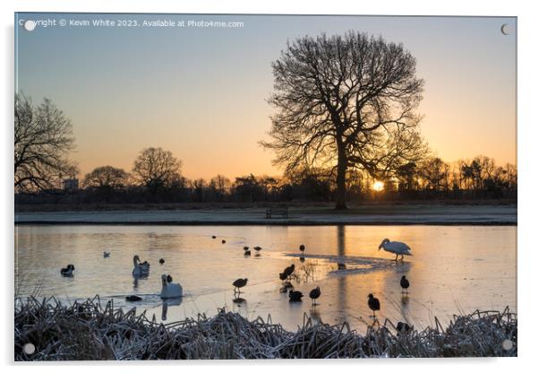 Swan and Coots inspecting edge of thin ice Acrylic by Kevin White