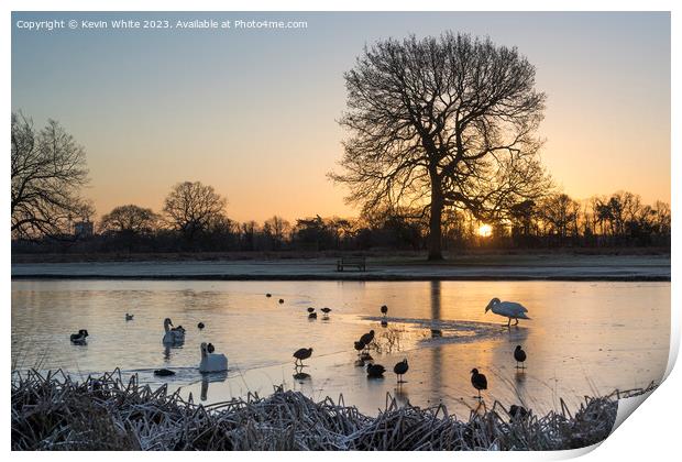 Swan and Coots inspecting edge of thin ice Print by Kevin White