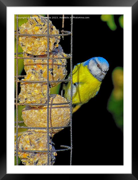 Blue Tit on feeder Framed Mounted Print by Derrick Fox Lomax