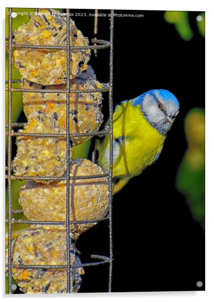 Blue Tit on feeder Acrylic by Derrick Fox Lomax