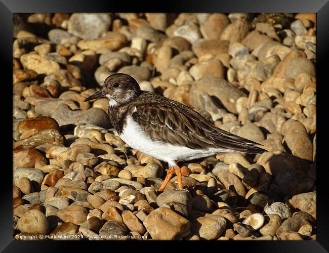 Turnstone on the Stones Framed Print by Mark Ward