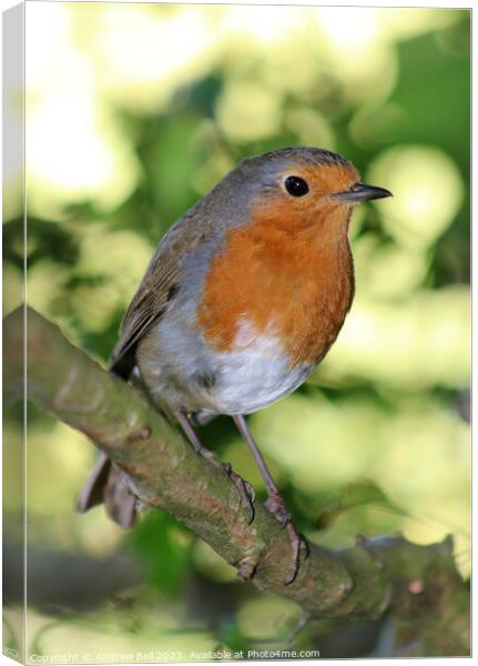 Robin Canvas Print by Andrew Bell