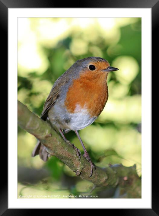 Robin Framed Mounted Print by Andrew Bell