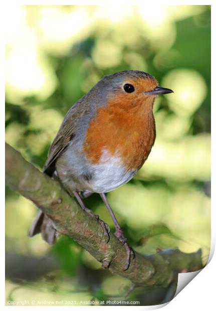 Robin Print by Andrew Bell