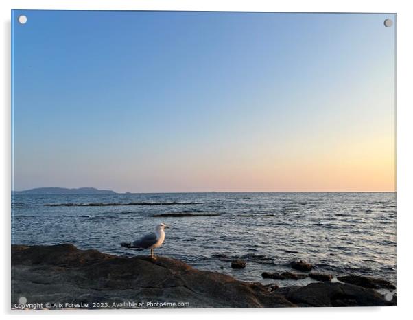 Seagull on a Rocky Beach Acrylic by Alix Forestier