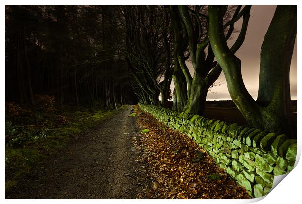 Tree Lined Path Print by Tim Gamble