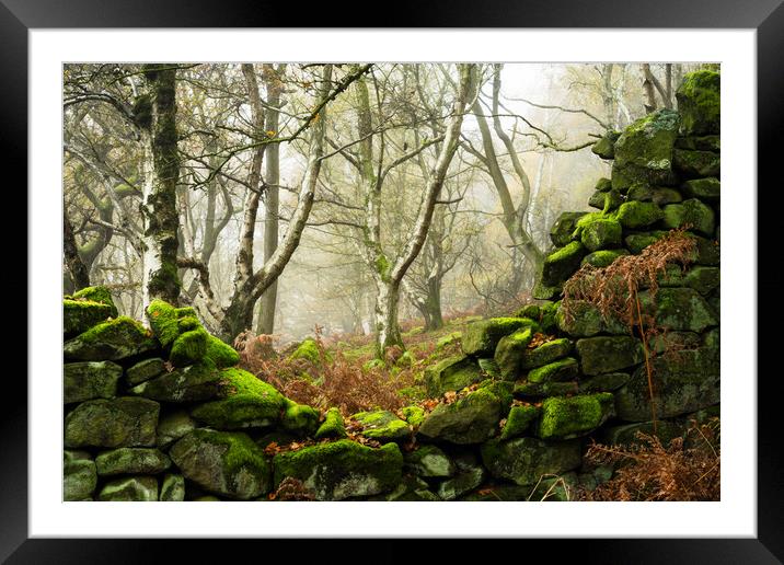Woodland Misty Scene Framed Mounted Print by Tim Gamble