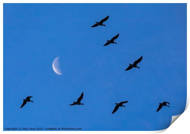 Fly me to the Moon Print by Set Up, Shoots and Leaves