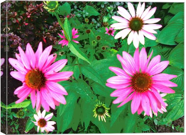 pink daisies Canvas Print by Stephanie Moore