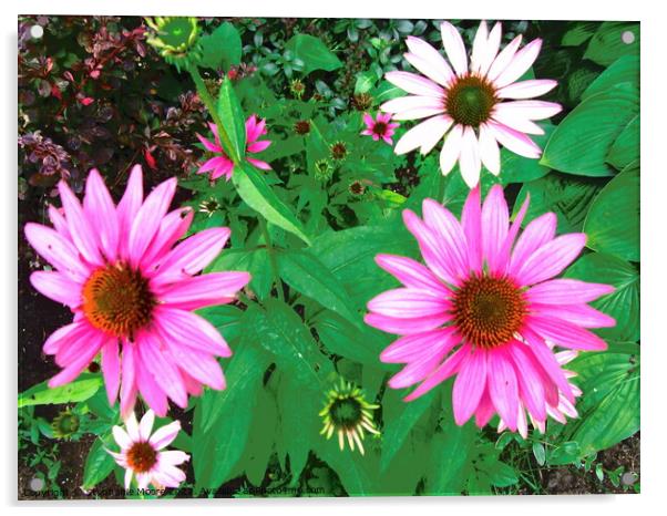 pink daisies Acrylic by Stephanie Moore