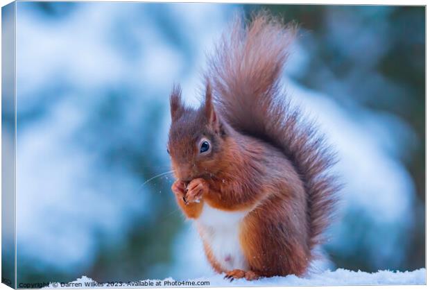 Red Squirrel In The snow Whinfell Forest Canvas Print by Darren Wilkes