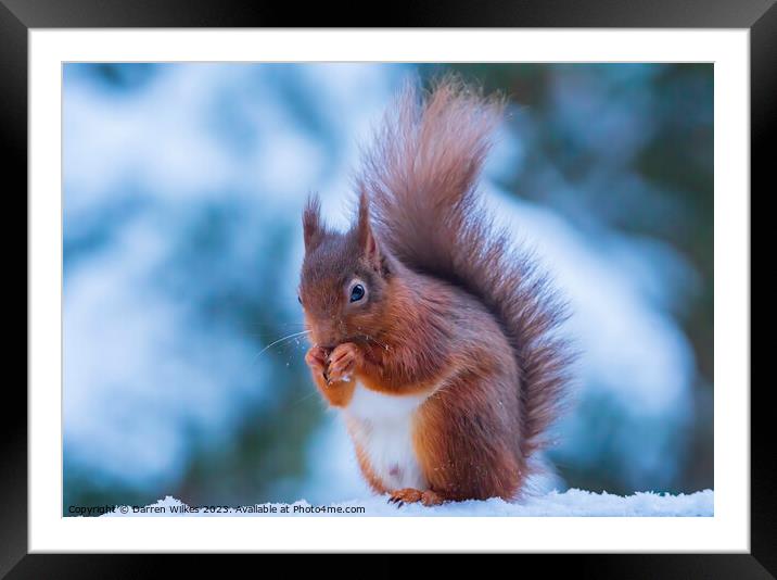 Red Squirrel In The snow Whinfell Forest Framed Mounted Print by Darren Wilkes
