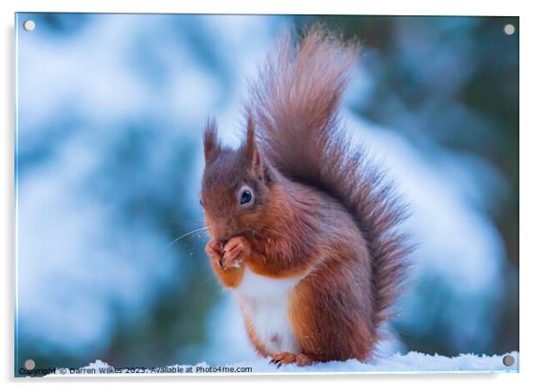 Red Squirrel In The snow Whinfell Forest Acrylic by Darren Wilkes