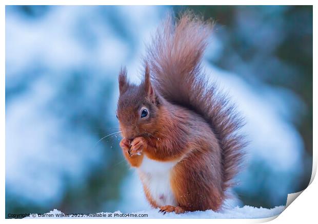 Red Squirrel In The snow Whinfell Forest Print by Darren Wilkes