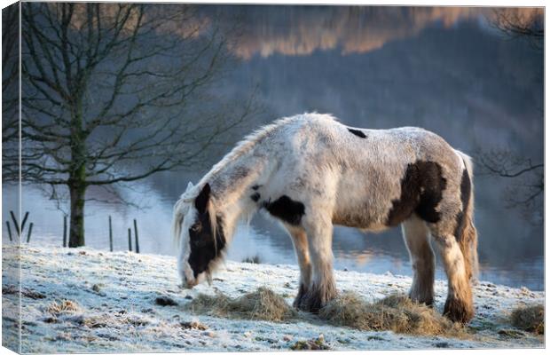 Grasmere Horse Canvas Print by Simon Wrigglesworth