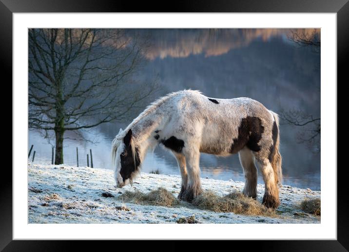 Grasmere Horse Framed Mounted Print by Simon Wrigglesworth