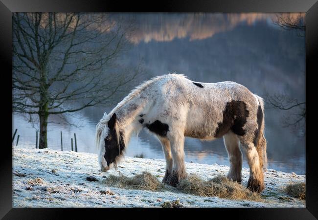 Grasmere Horse Framed Print by Simon Wrigglesworth