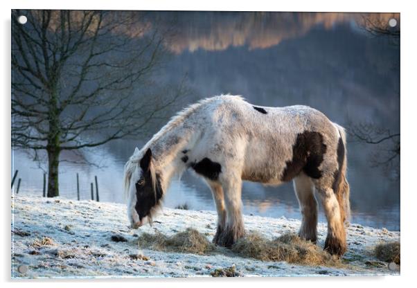 Grasmere Horse Acrylic by Simon Wrigglesworth