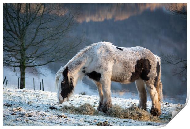 Grasmere Horse Print by Simon Wrigglesworth