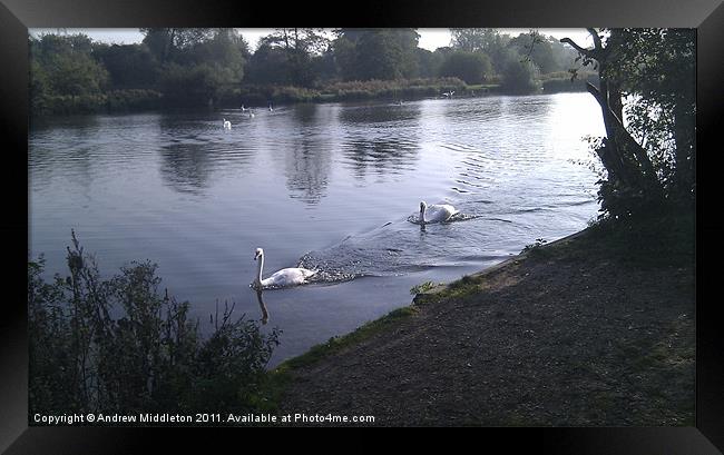 Swans Framed Print by Andrew Middleton