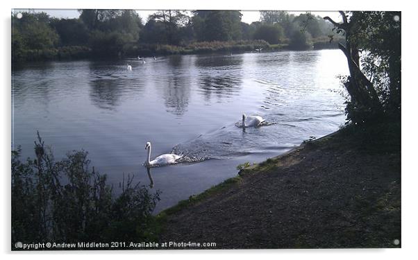 Swans Acrylic by Andrew Middleton