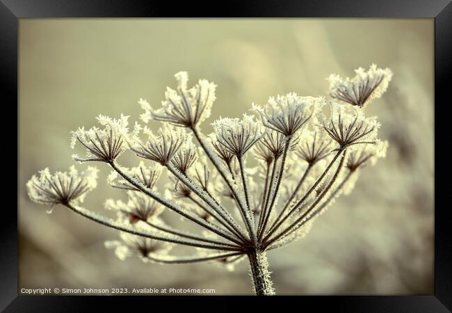 frosted grass Framed Print by Simon Johnson