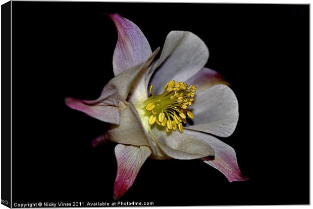 Aquilegia flower Canvas Print by Nicky Vines