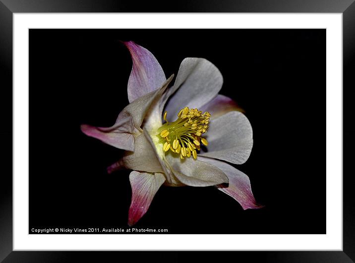 Aquilegia flower Framed Mounted Print by Nicky Vines
