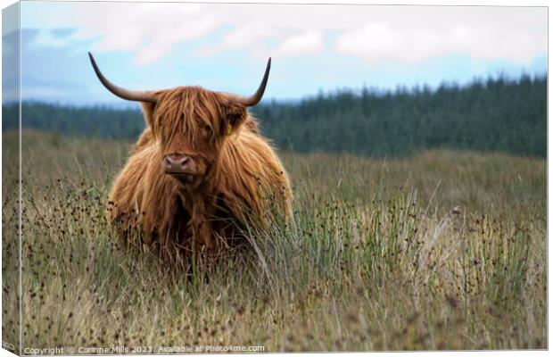 HIghland Cow at Loch Turret Canvas Print by Corinne Mills