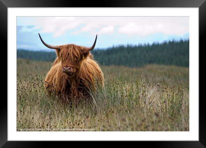 HIghland Cow at Loch Turret Framed Mounted Print by Corinne Mills