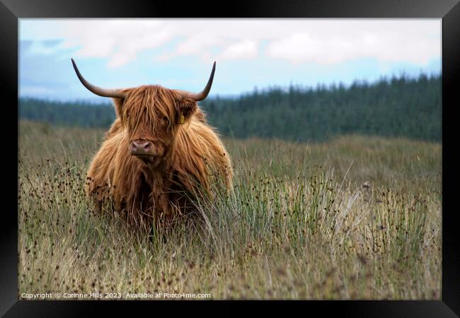 HIghland Cow at Loch Turret Framed Print by Corinne Mills