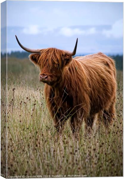 HIghland Cow at Loch Turret Canvas Print by Corinne Mills