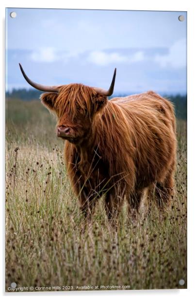 HIghland Cow at Loch Turret Acrylic by Corinne Mills