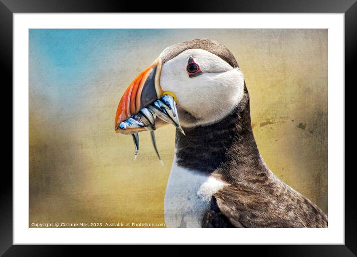Puffin and sand eels Framed Mounted Print by Corinne Mills