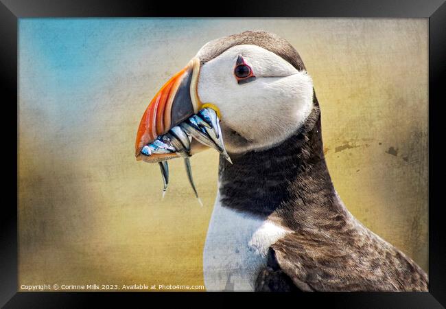Puffin and sand eels Framed Print by Corinne Mills