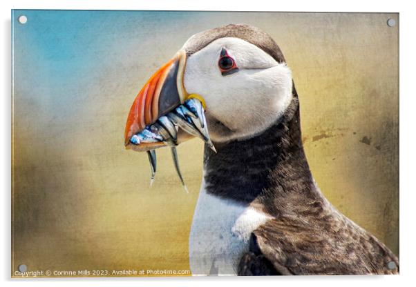 Puffin and sand eels Acrylic by Corinne Mills