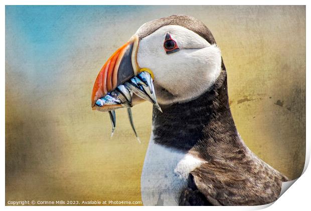 Puffin and sand eels Print by Corinne Mills