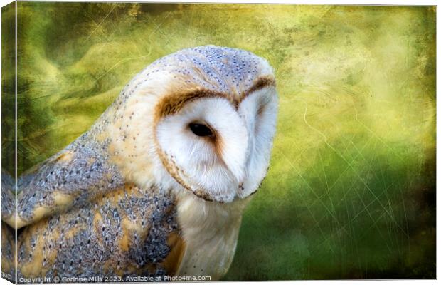 Barn Owl Canvas Print by Corinne Mills