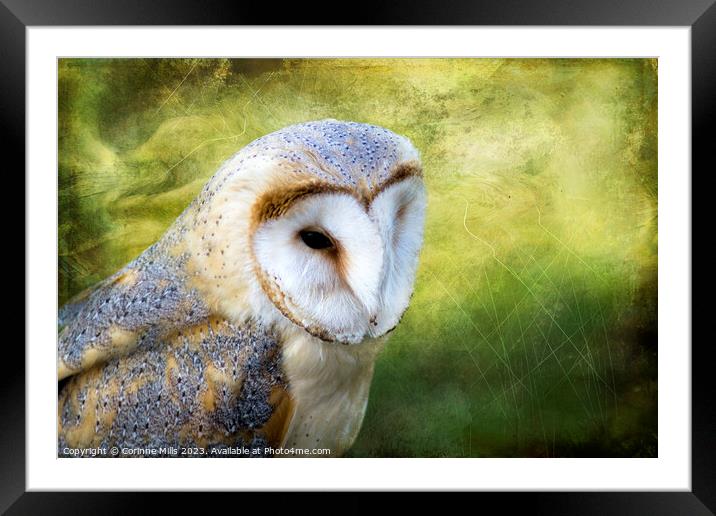 Barn Owl Framed Mounted Print by Corinne Mills
