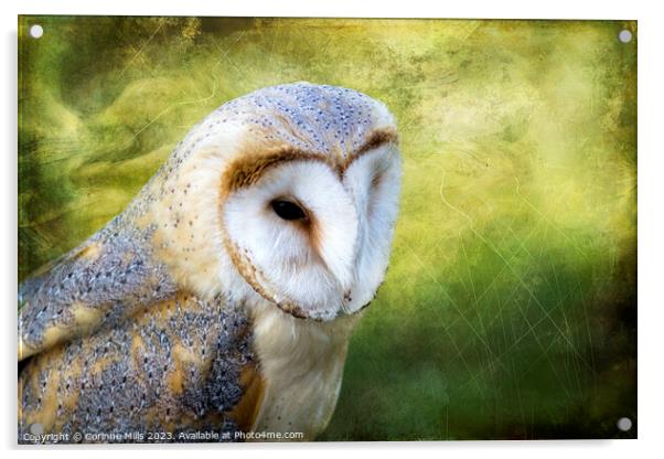 Barn Owl Acrylic by Corinne Mills