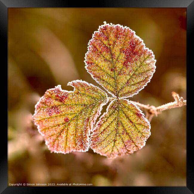 frosted leaf Framed Print by Simon Johnson