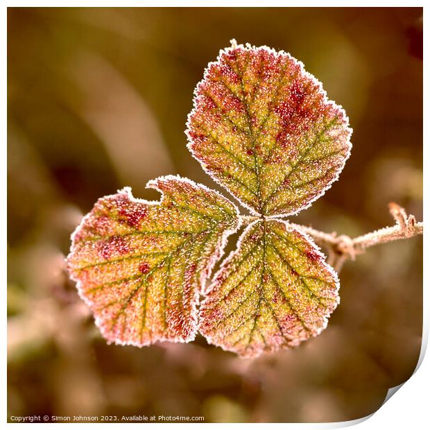 frosted leaf Print by Simon Johnson