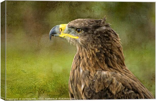 The Eagle Canvas Print by Corinne Mills