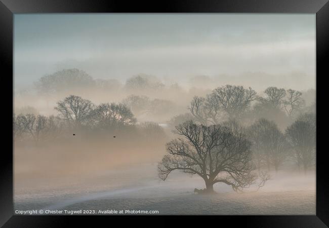 Petworth Park - Winter's Morning  Framed Print by Chester Tugwell