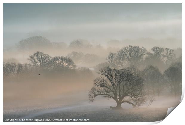 Petworth Park - Winter's Morning  Print by Chester Tugwell